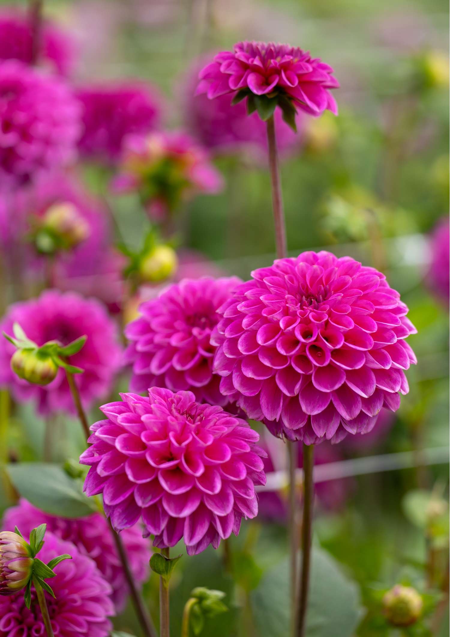Dahlia 'Purple Fox'
